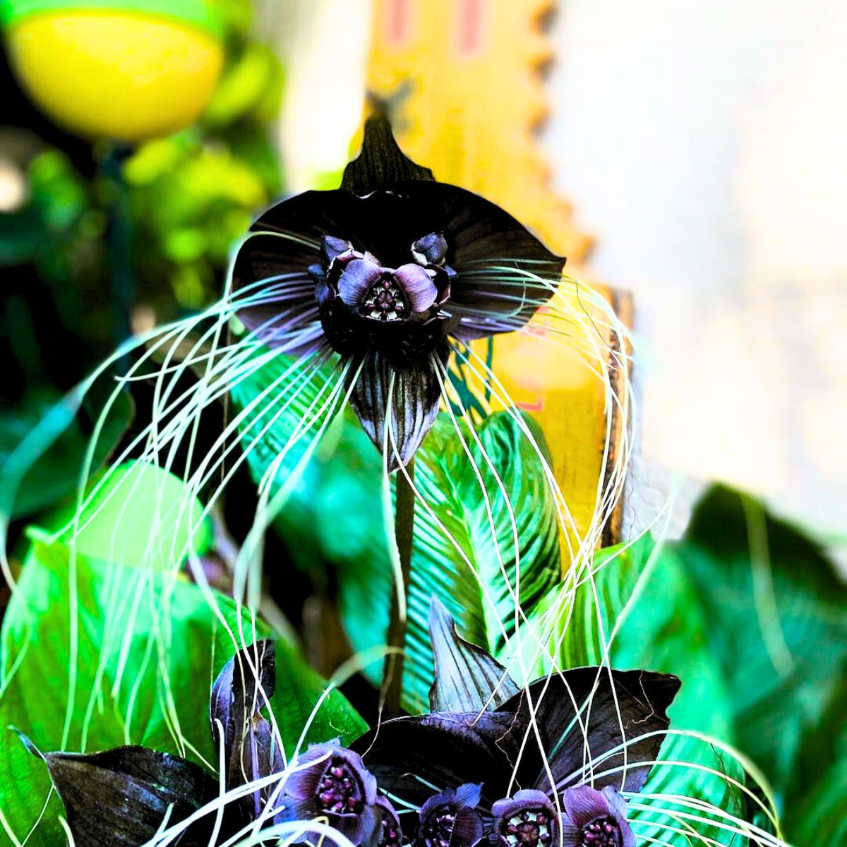 Black bat flower in full bloom Black bat flower in full bloom