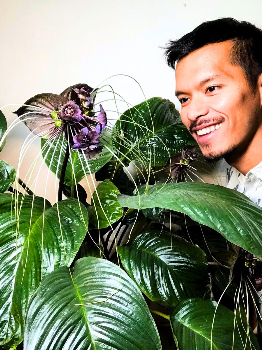 Guy with black bat flower Guy with black bat flower
