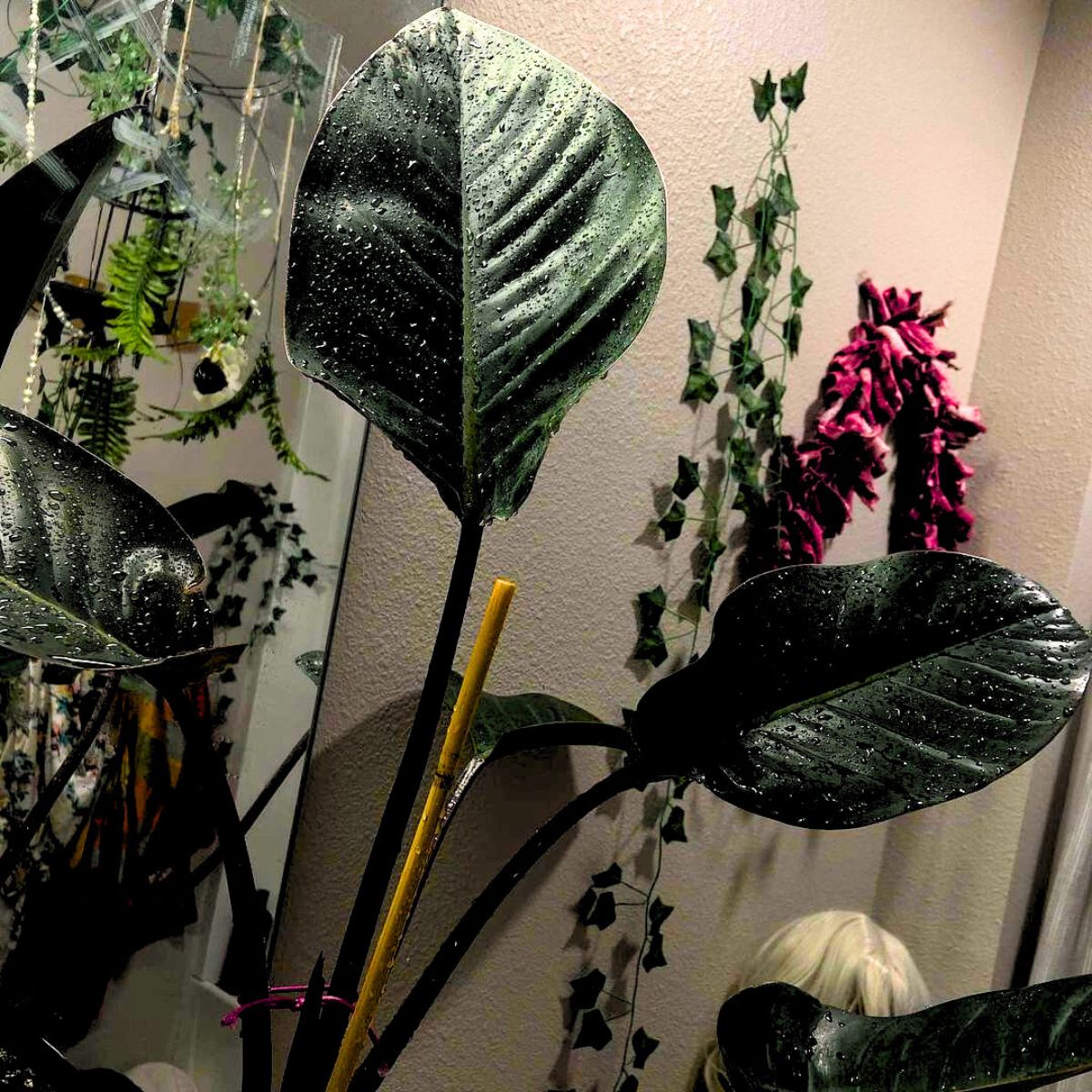 Dark Lord Philodendron Erubescens Dark Lord Philodendron Erubescens