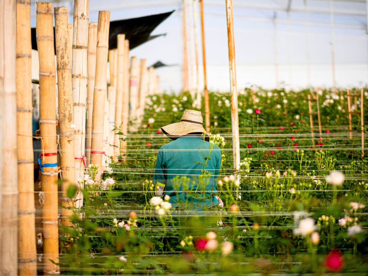 Post harvest checking quality at Alexandra Farms Post harvest checking quality at Alexandra Farms