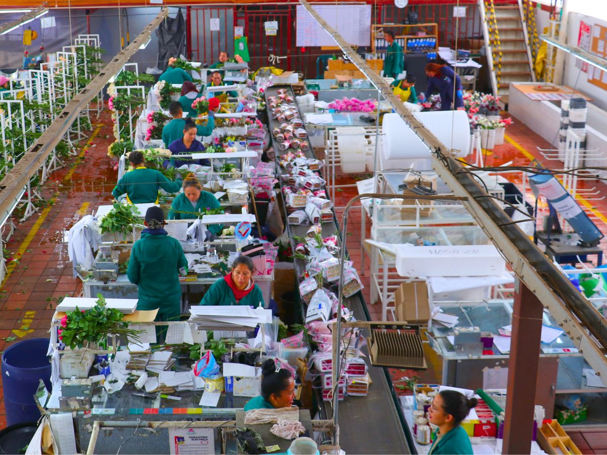 Packaging area at Alexandra Farms Packaging area at Alexandra Farms