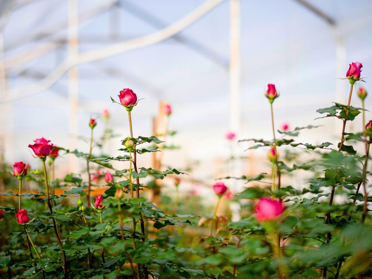 Red roses starting to bloom Red roses starting to bloom