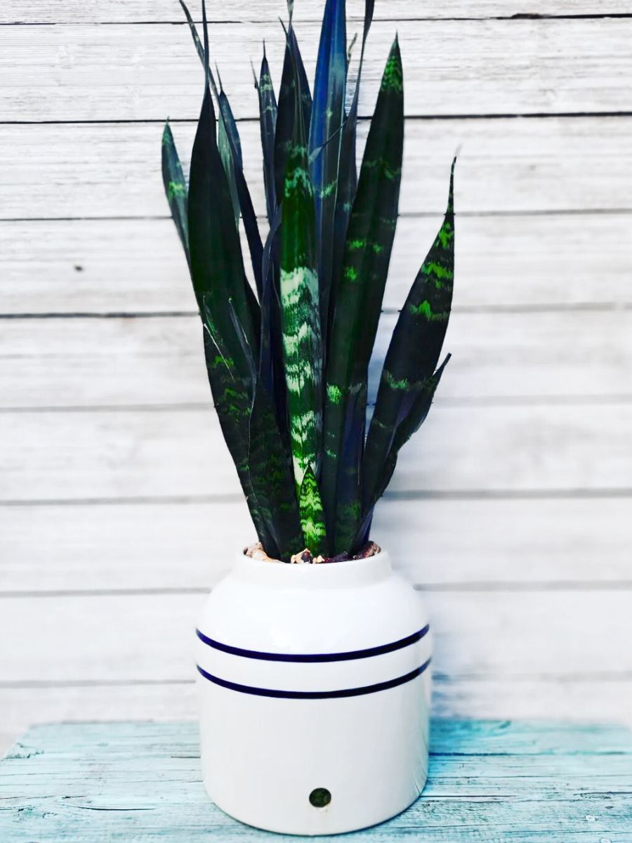 Black Coral snake plant Black Coral snake plant