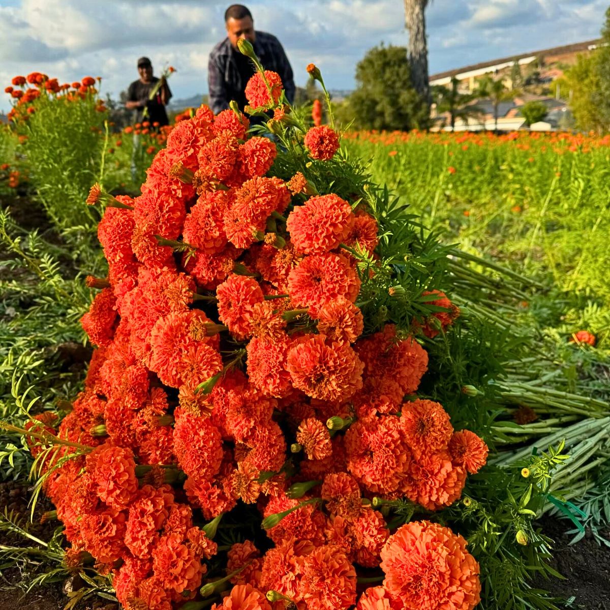 Marigold Flowers of the Dead in Mexico's Marigold Fields of Puebla Celebrate the Day of the Dead
