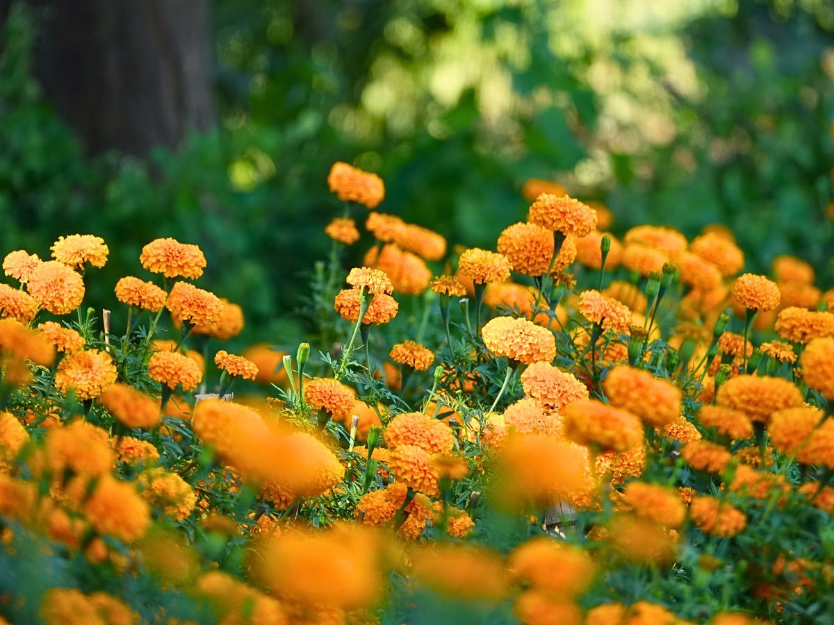 Marigolds Flowers of the Dead in Mexico's Marigold Fields of Puebla Celebrate the Day of the Dead