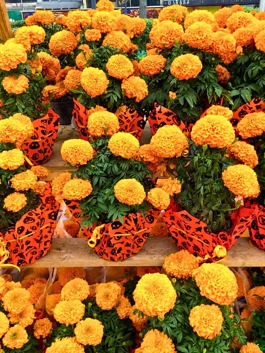 Marigolds Flowers of the Dead in Mexico's Marigold Fields of Puebla Celebrate the Day of the Dead