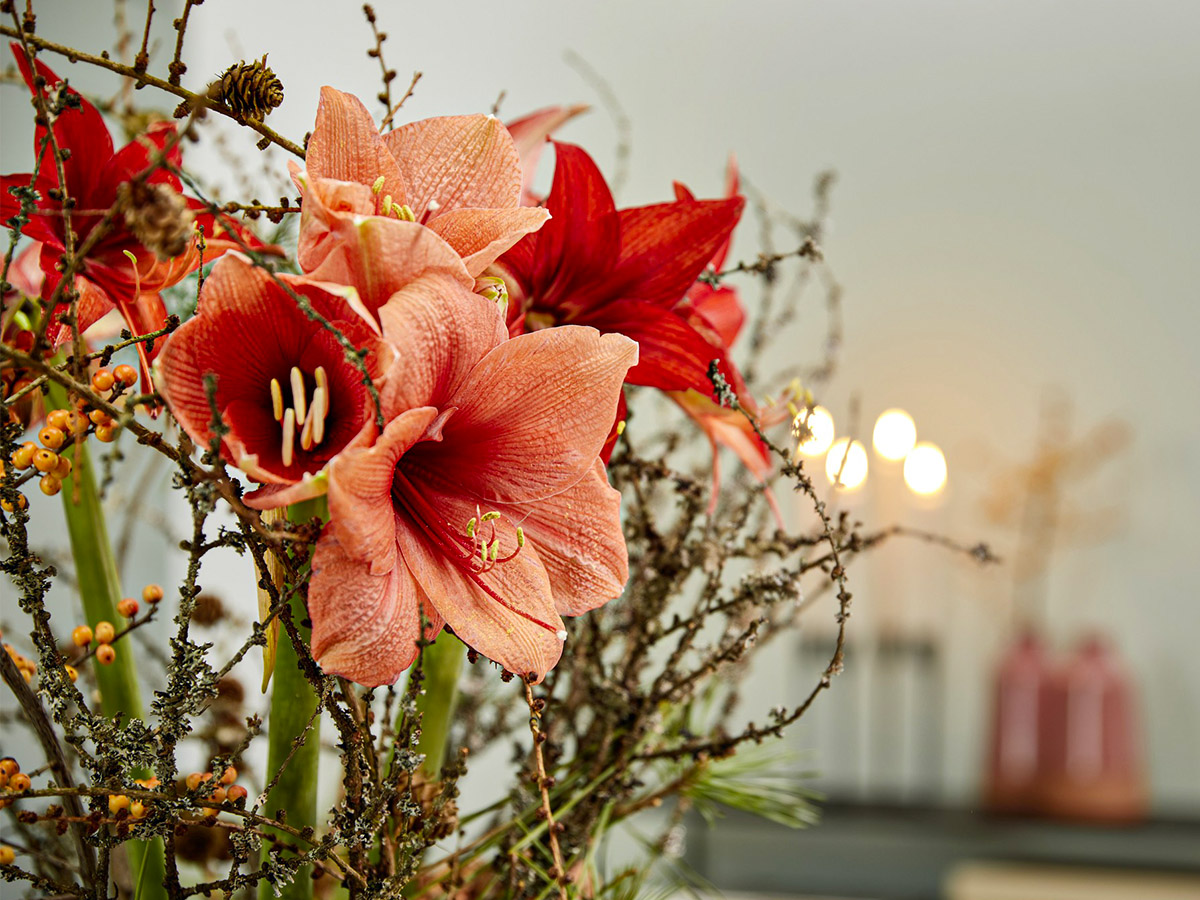 Salmon Amaryllis in Christmas design zoomed in Salmon Amaryllis in Christmas design zoomed in