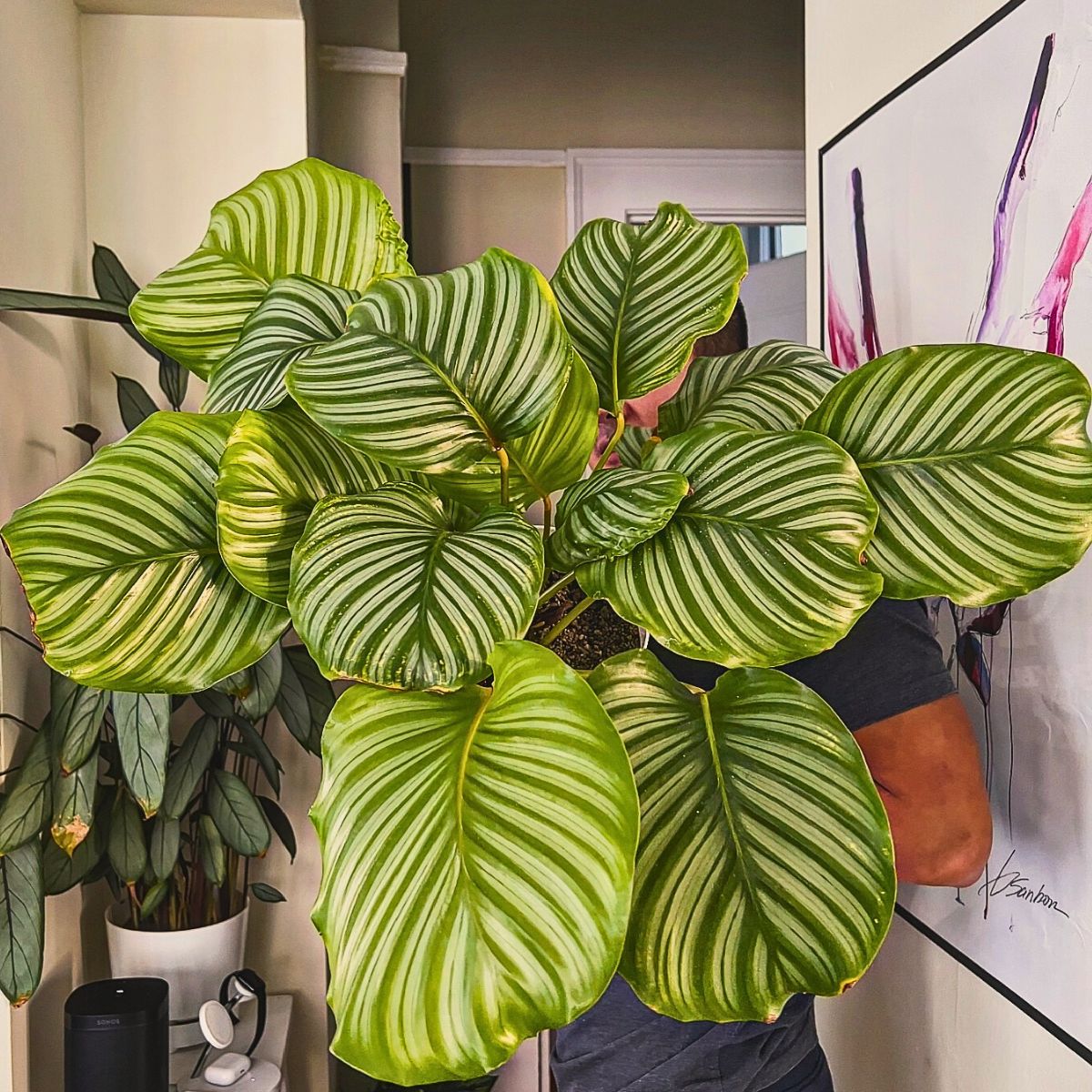 Calathea Orbifolia Calathea Orbifolia, a Highly Sought-After Houseplant