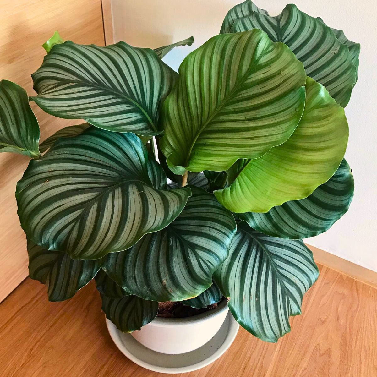 Calathea Orbifolia Calathea Orbifolia, a Highly Sought-After Houseplant