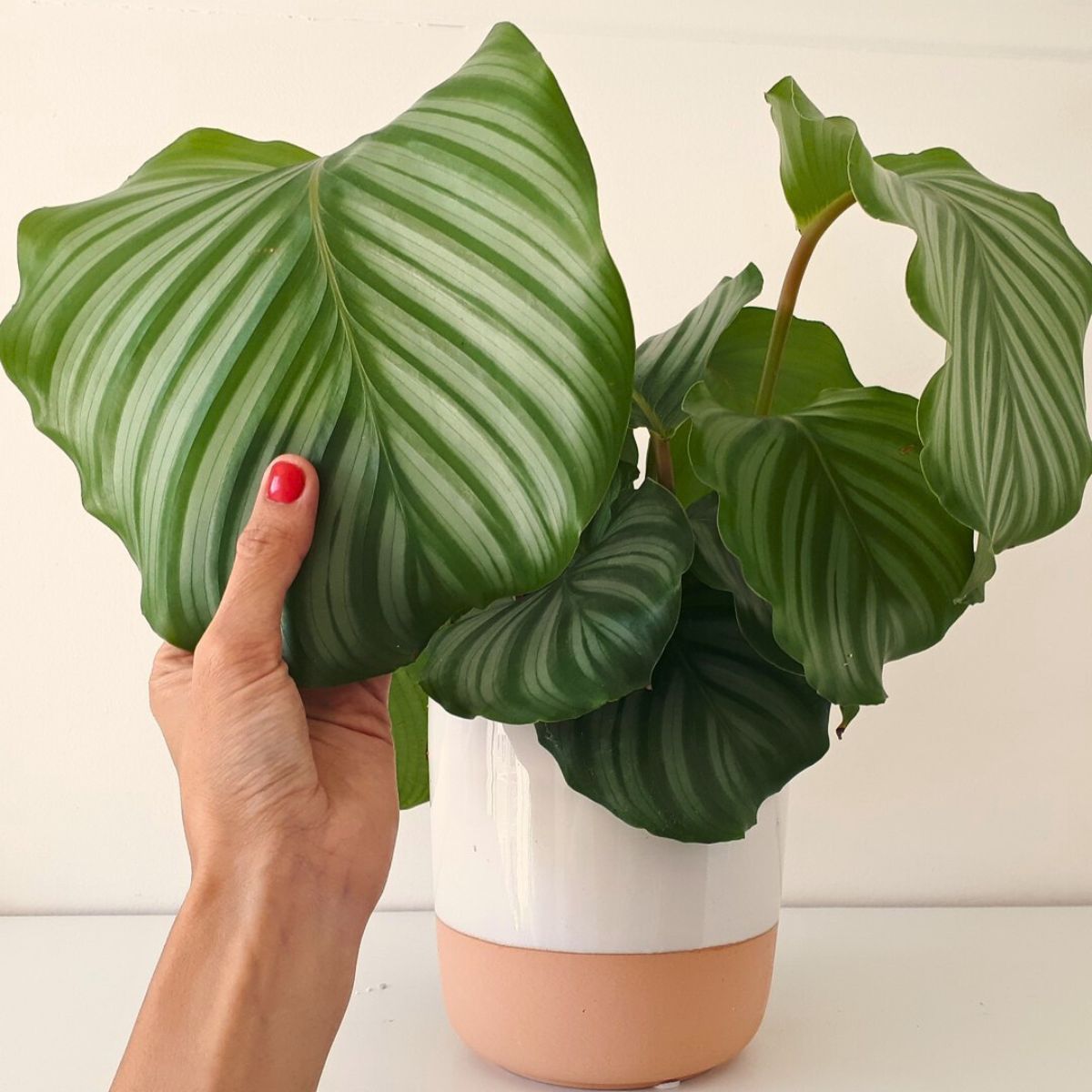 Calathea Orbifolia Calathea Orbifolia, a Highly Sought-After Houseplant