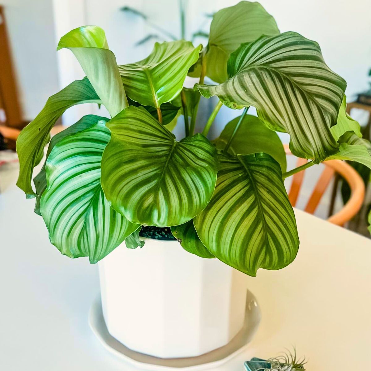 Calathea Orbifolia Calathea Orbifolia, a Highly Sought-After Houseplant