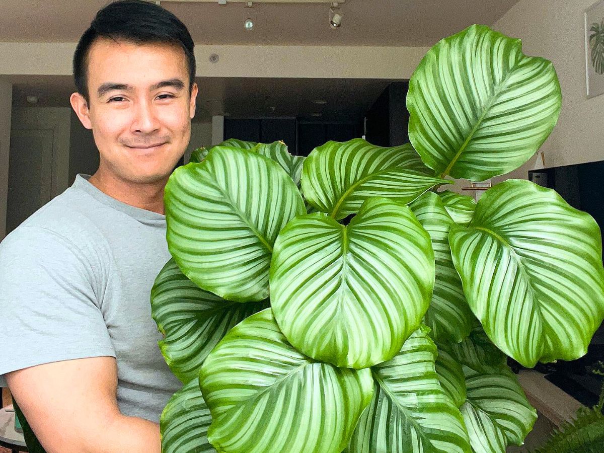 Calathea Orbifolia Calathea Orbifolia, a Highly Sought-After Houseplant