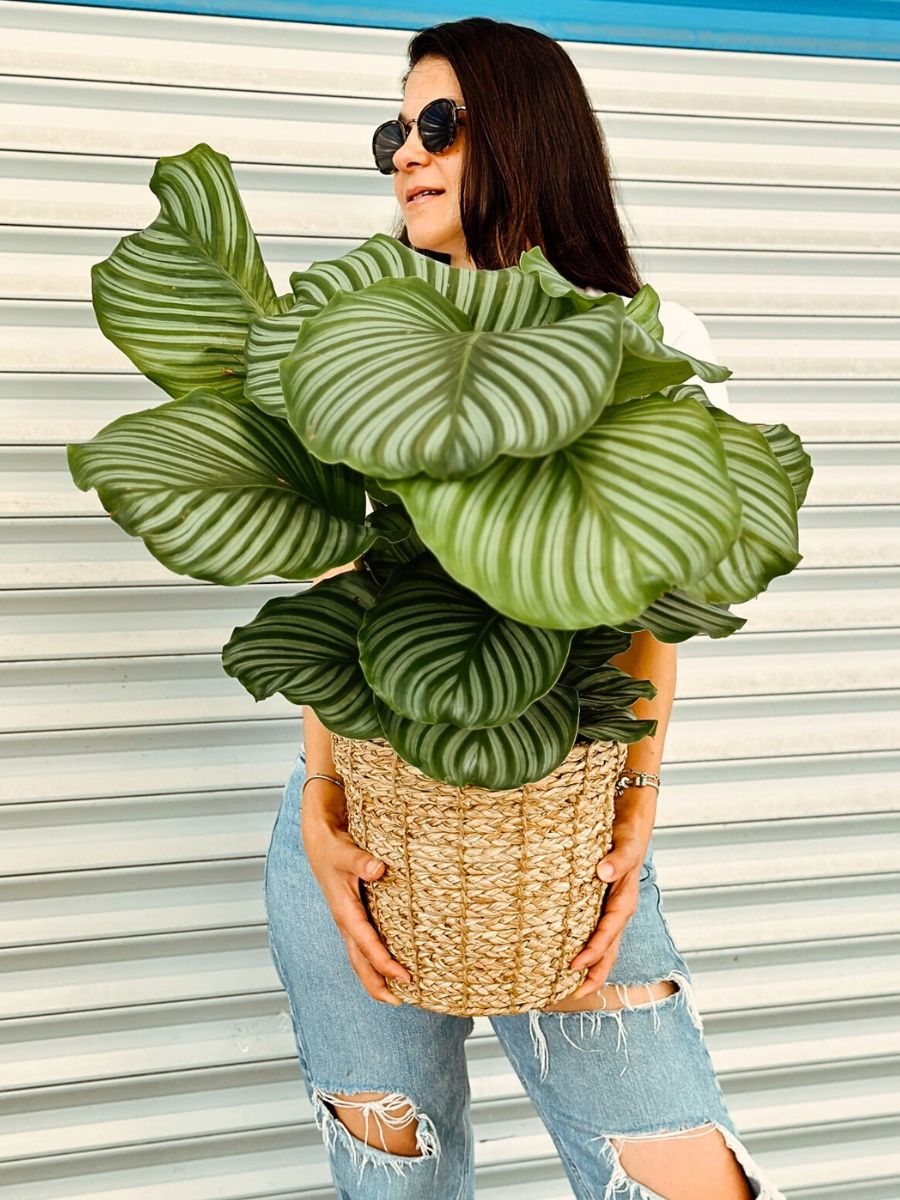 Calathea Orbifolia Calathea Orbifolia, a Highly Sought-After Houseplant
