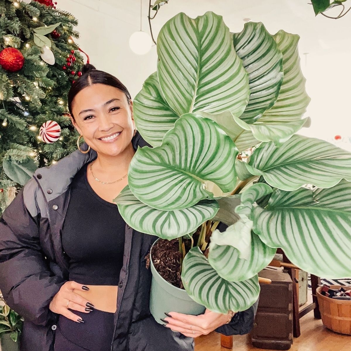 Calathea Orbifolia Calathea Orbifolia, a Highly Sought-After Houseplant