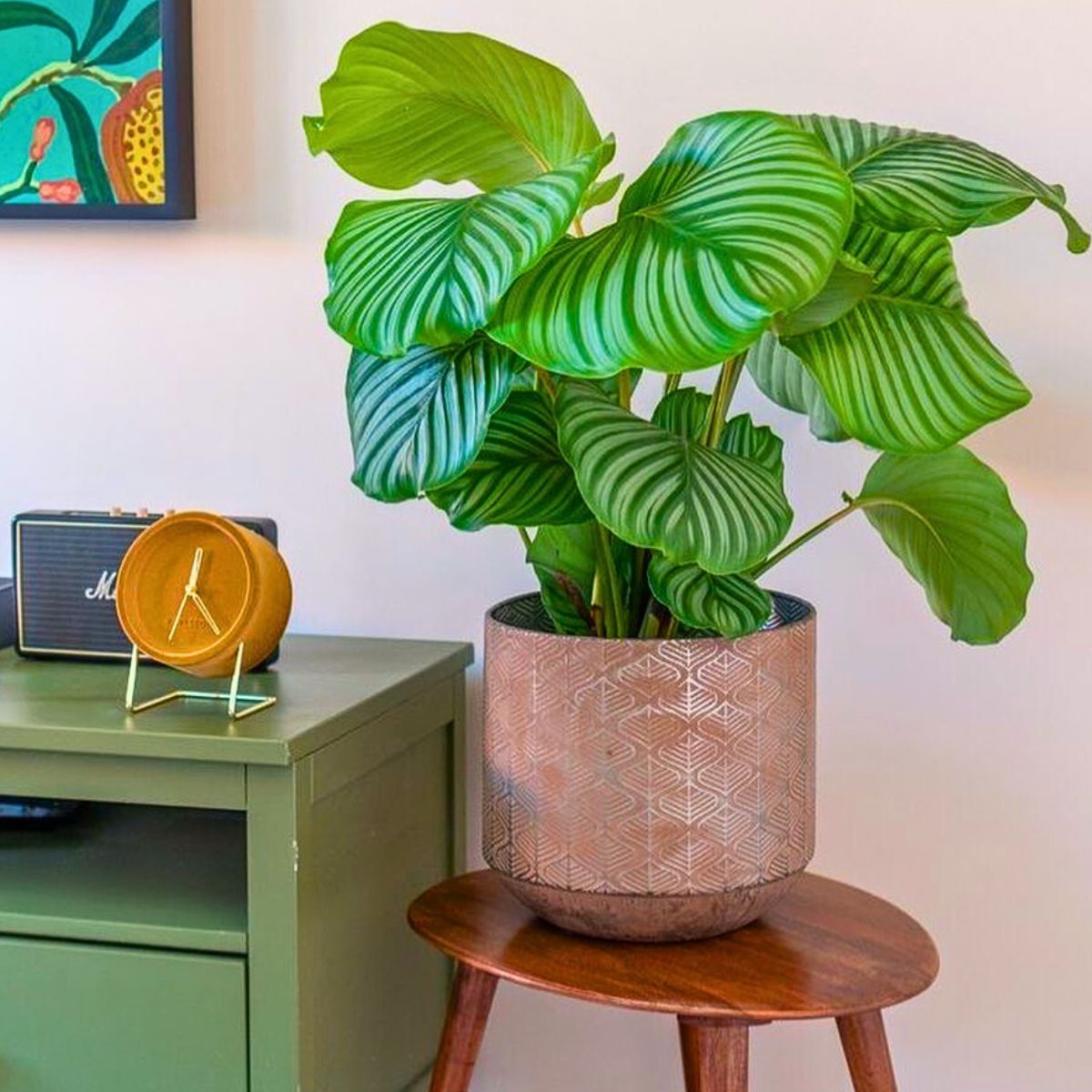 Calathea Orbifolia houseplant Calathea Orbifolia, a Highly Sought-After Houseplant