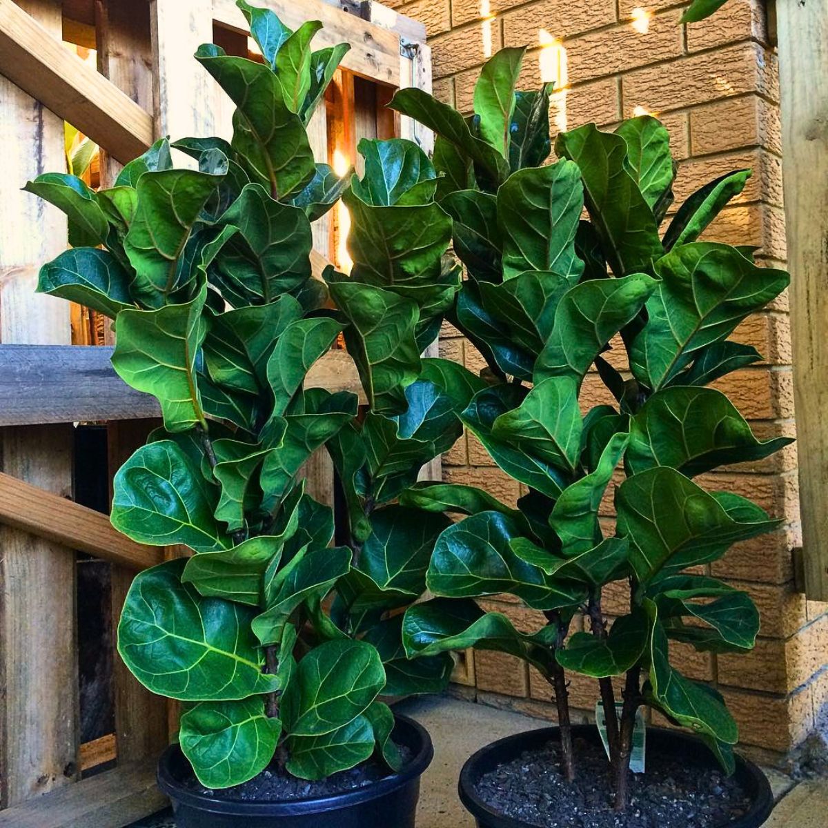 Bambino Fiddle Leaf Fig 10 Trending Houseplants for 2024