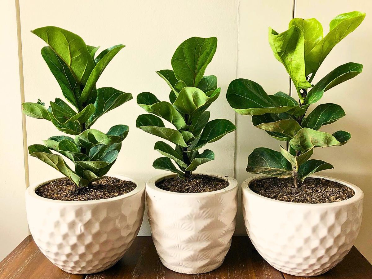 Bambino Fiddle Leaf Fig 10 Trending Houseplants for 2024
