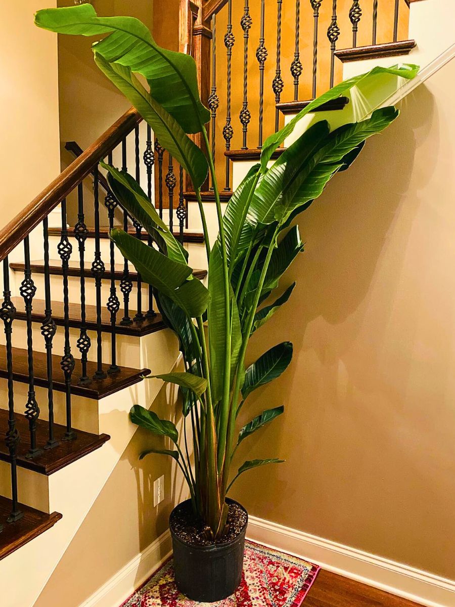 White bird of paradise Trending Houseplants for 2024