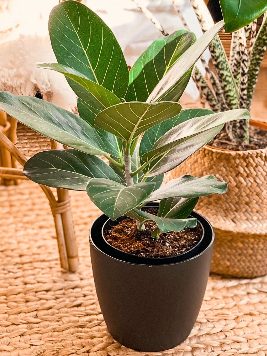Ficus Benghalensis 10 Trending Houseplants for 2024