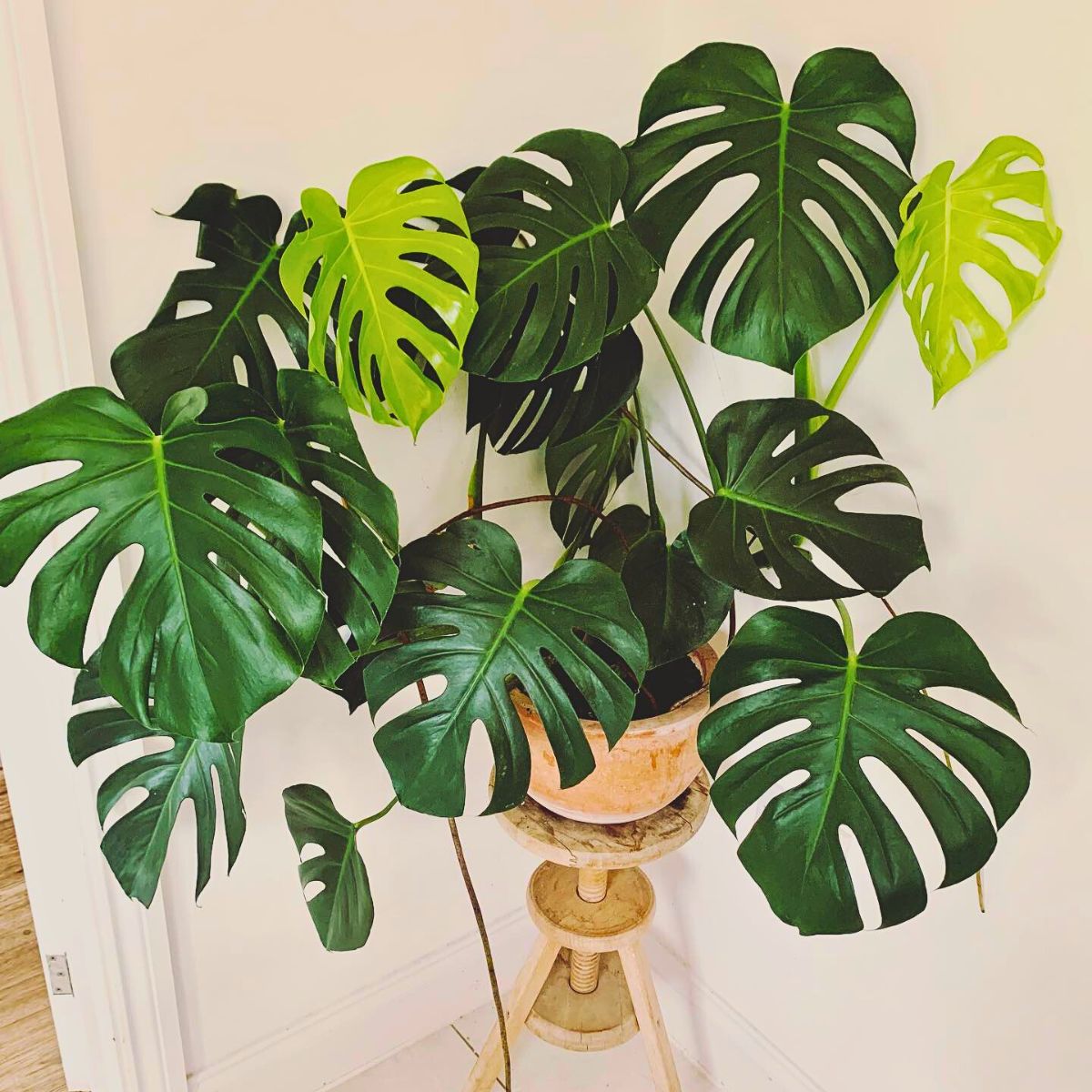 Swiss Cheese Plant 10 Trending Houseplants for 2024