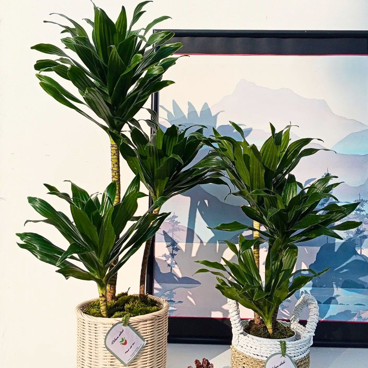 Dracaena Janet Craig 10 Trending Houseplants for 2024
