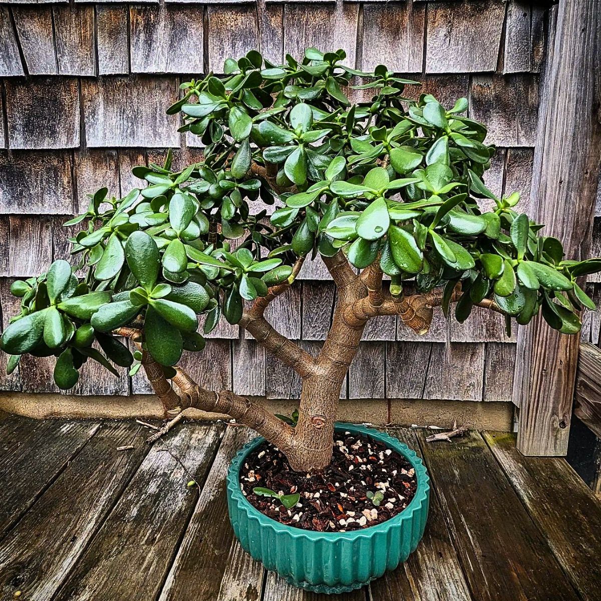 Crassula Ovata 10 Trending Houseplants for 2024