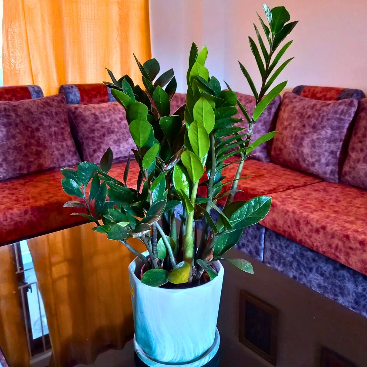 ZZ Plant 10 Trending Houseplants for 2024