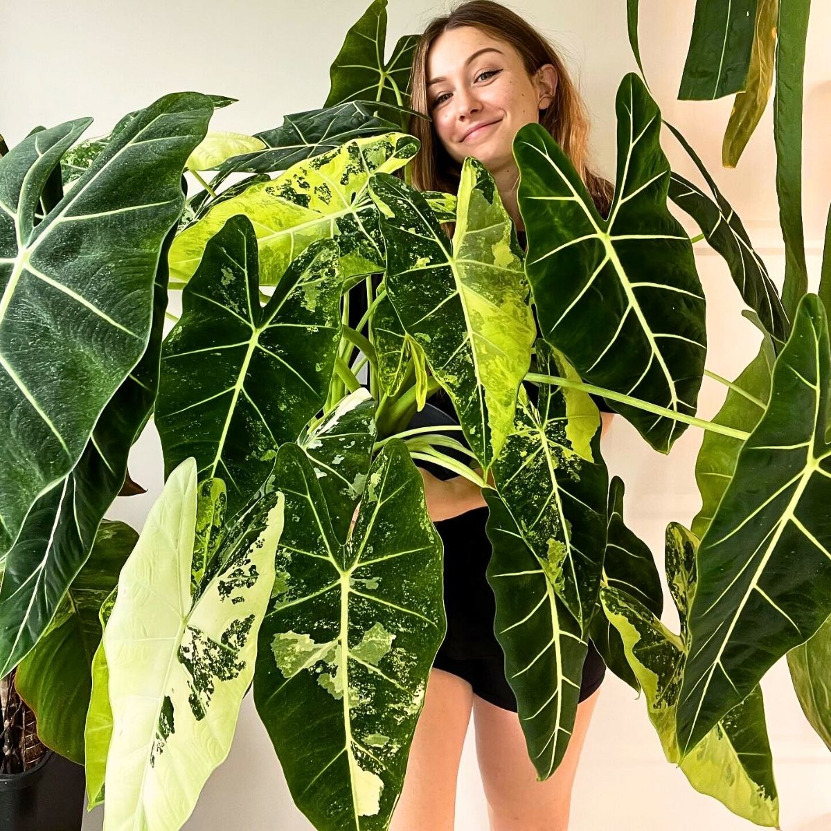 Variegated Alocasia Frydek 10 Trending Houseplants for 2024