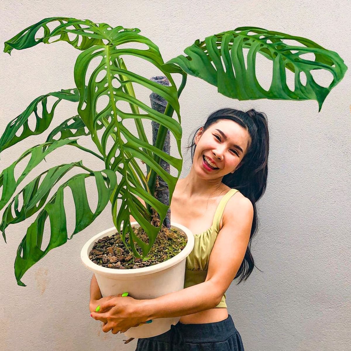 Monstera Esqueleto 10 Trending Houseplants for 2024