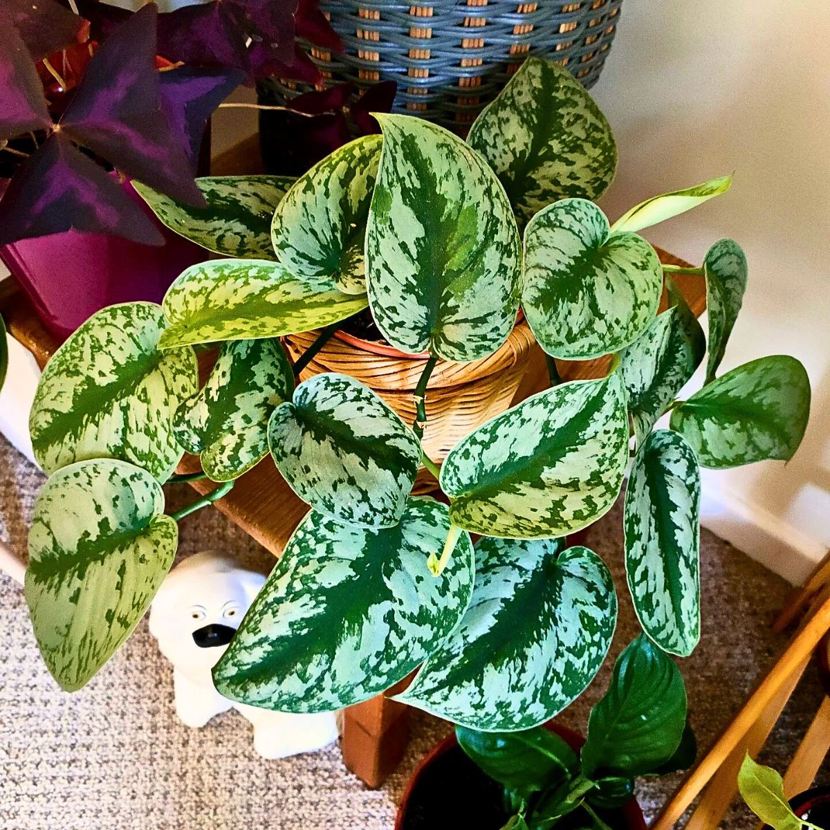 Scindapsus pictus exotica, also known as satin pothos 10 Trending Houseplants for 2024