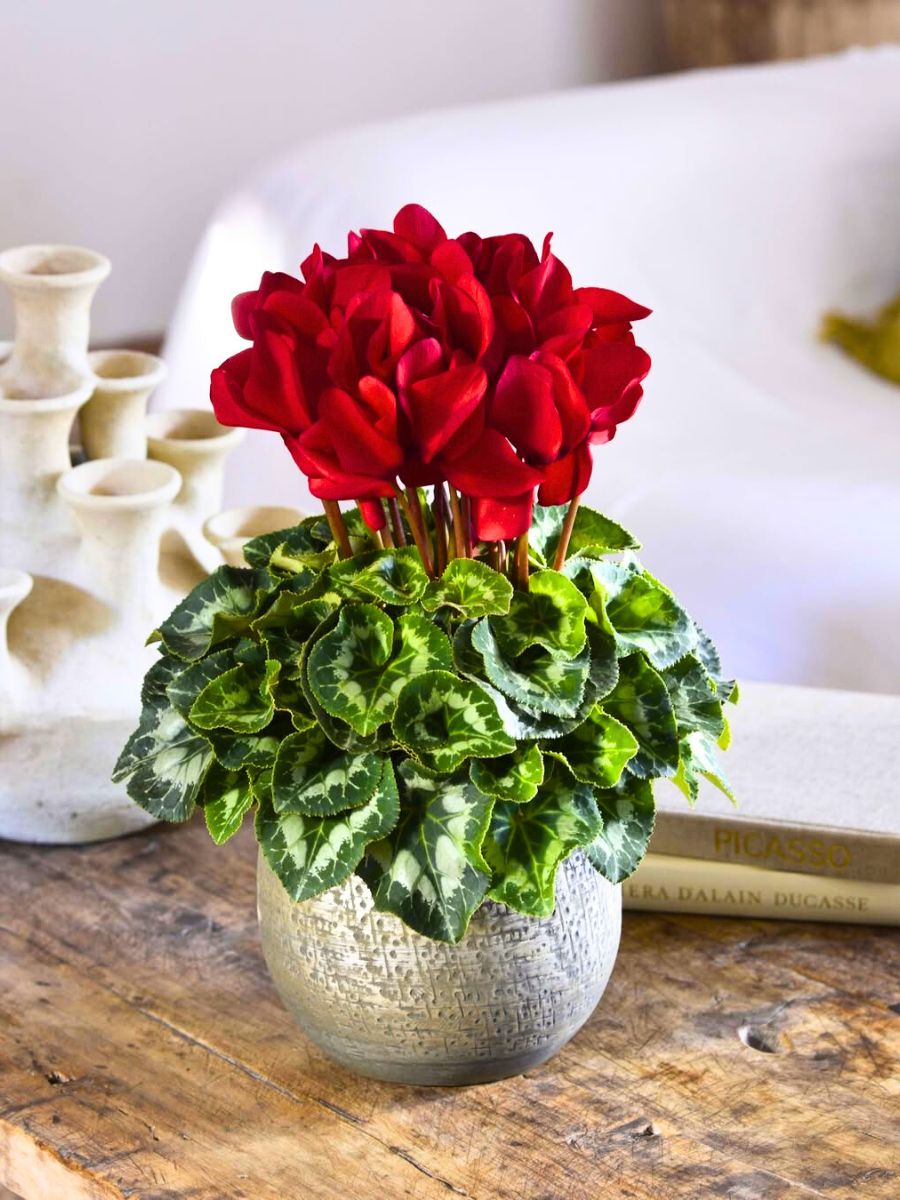 Morel red cyclamen for Xmas Morel red cyclamen for Xmas