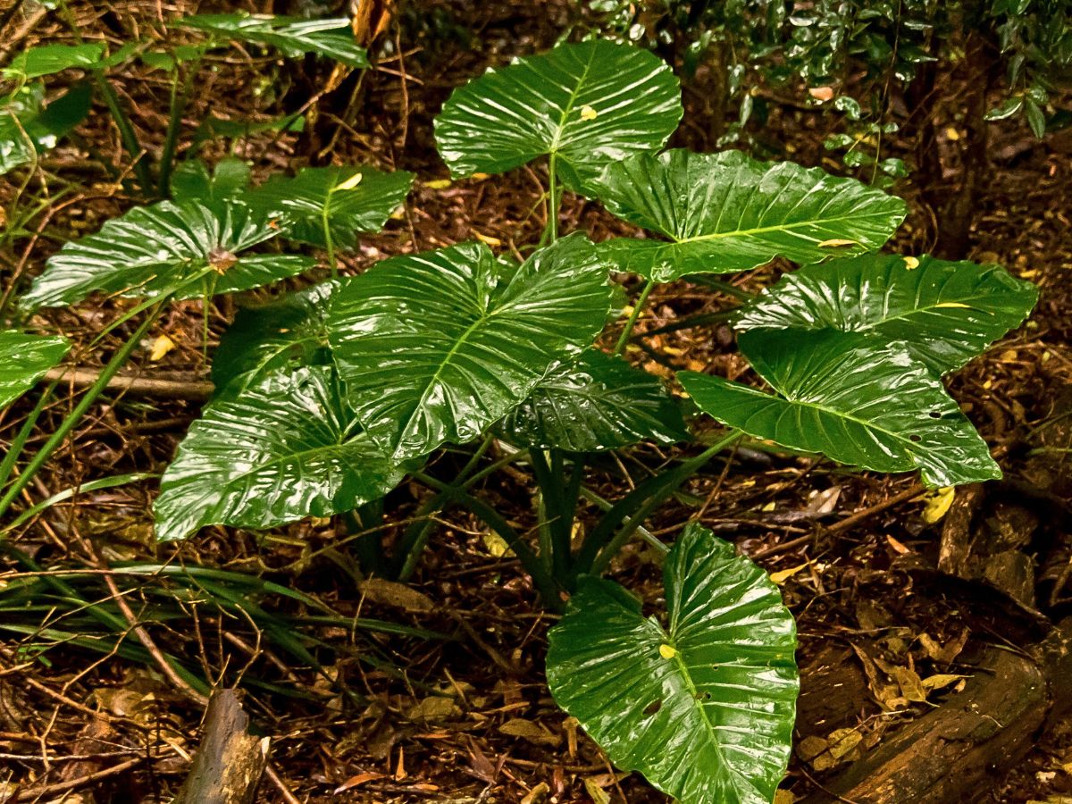 Plants Plants Panic When it Rains