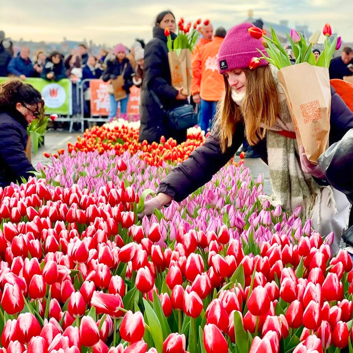 Picking up tulips in Amsterdam Picking up tulips in Amsterdam