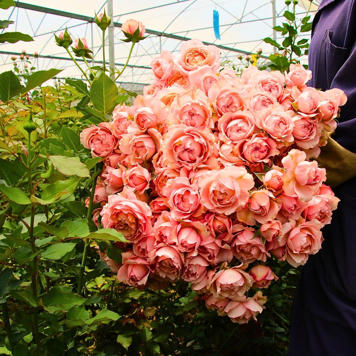Roses Concept of Sustainability in Floriculture