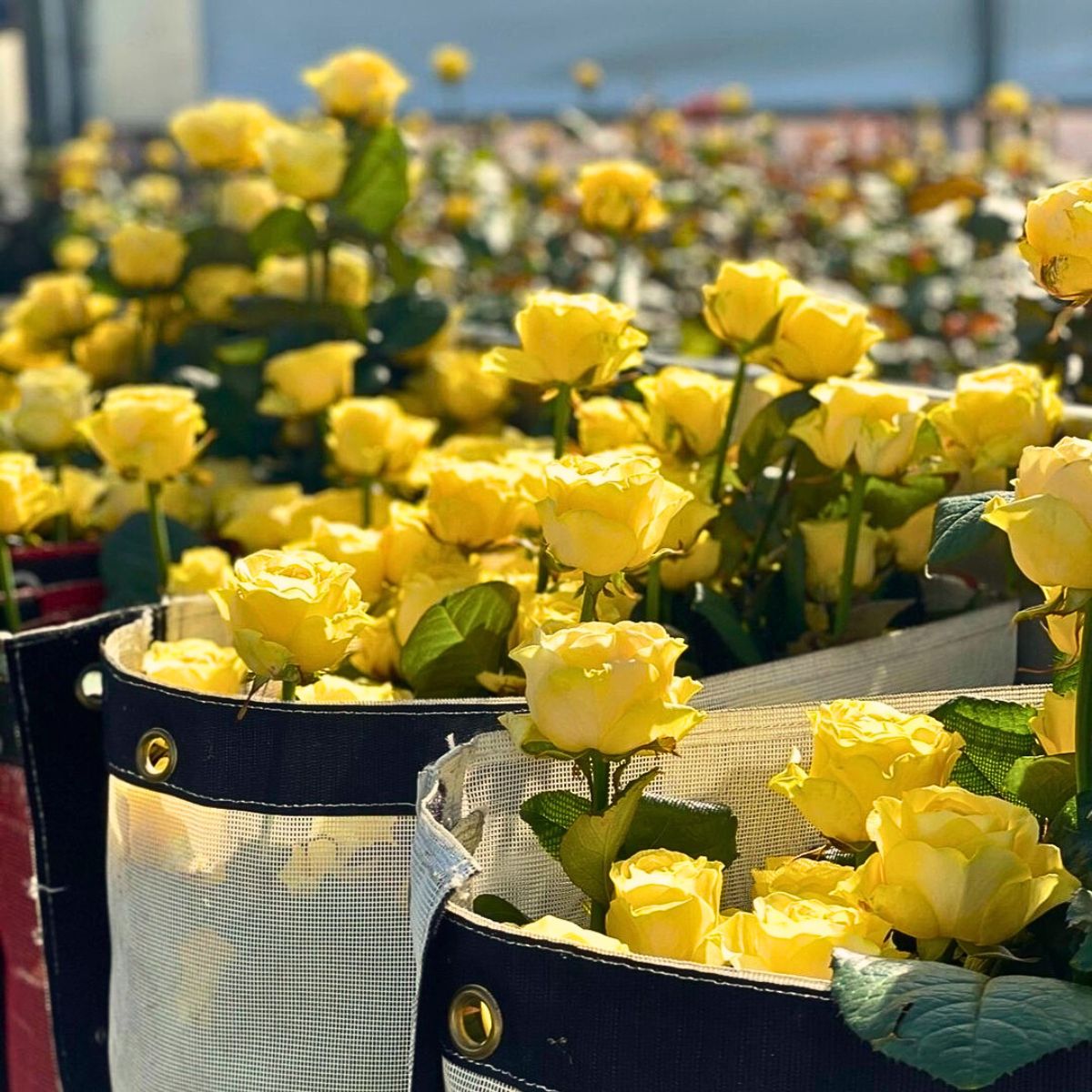 Roses Concept of Sustainability in Floriculture