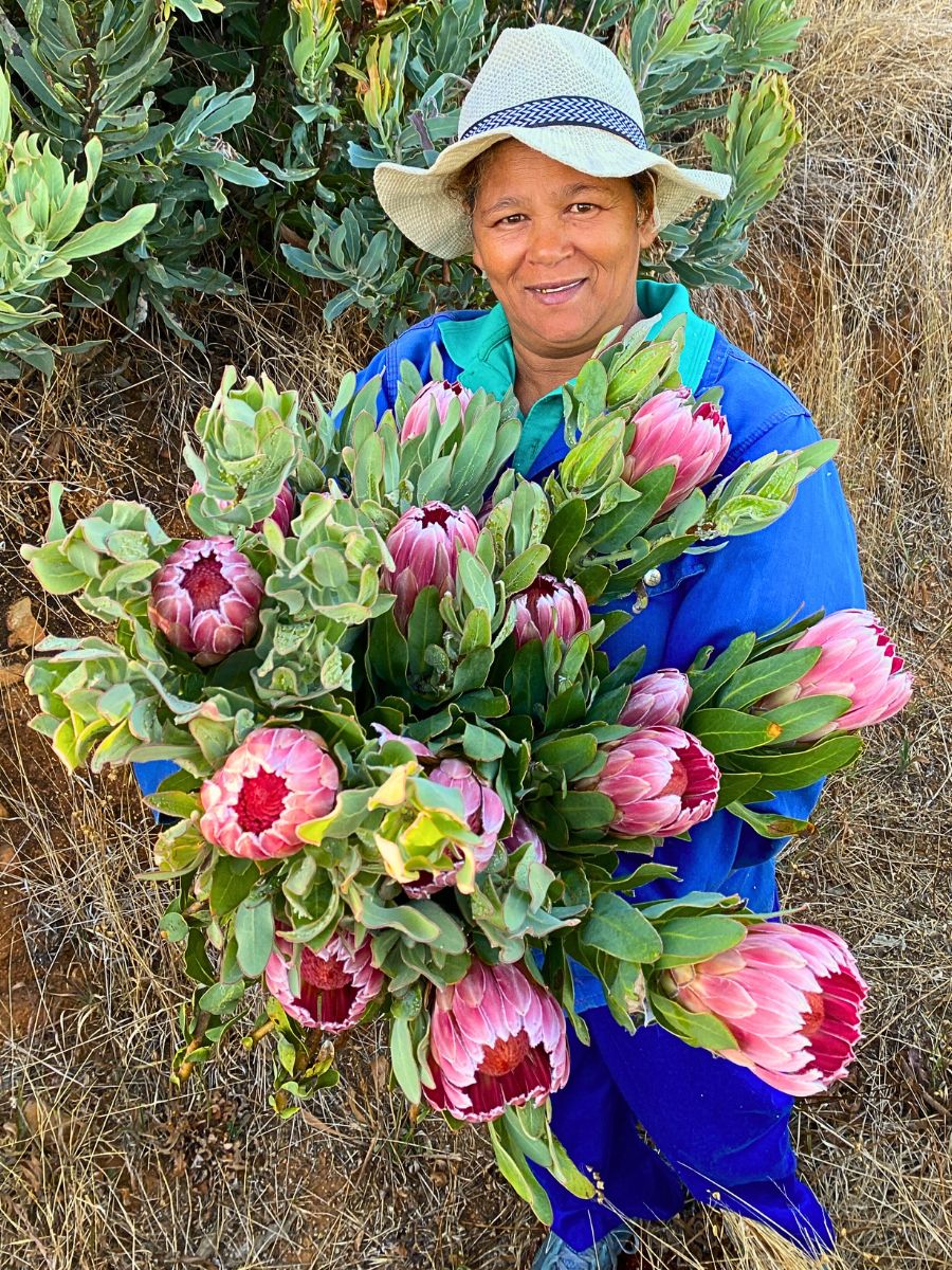 Proteas Concept of Sustainability in Floriculture