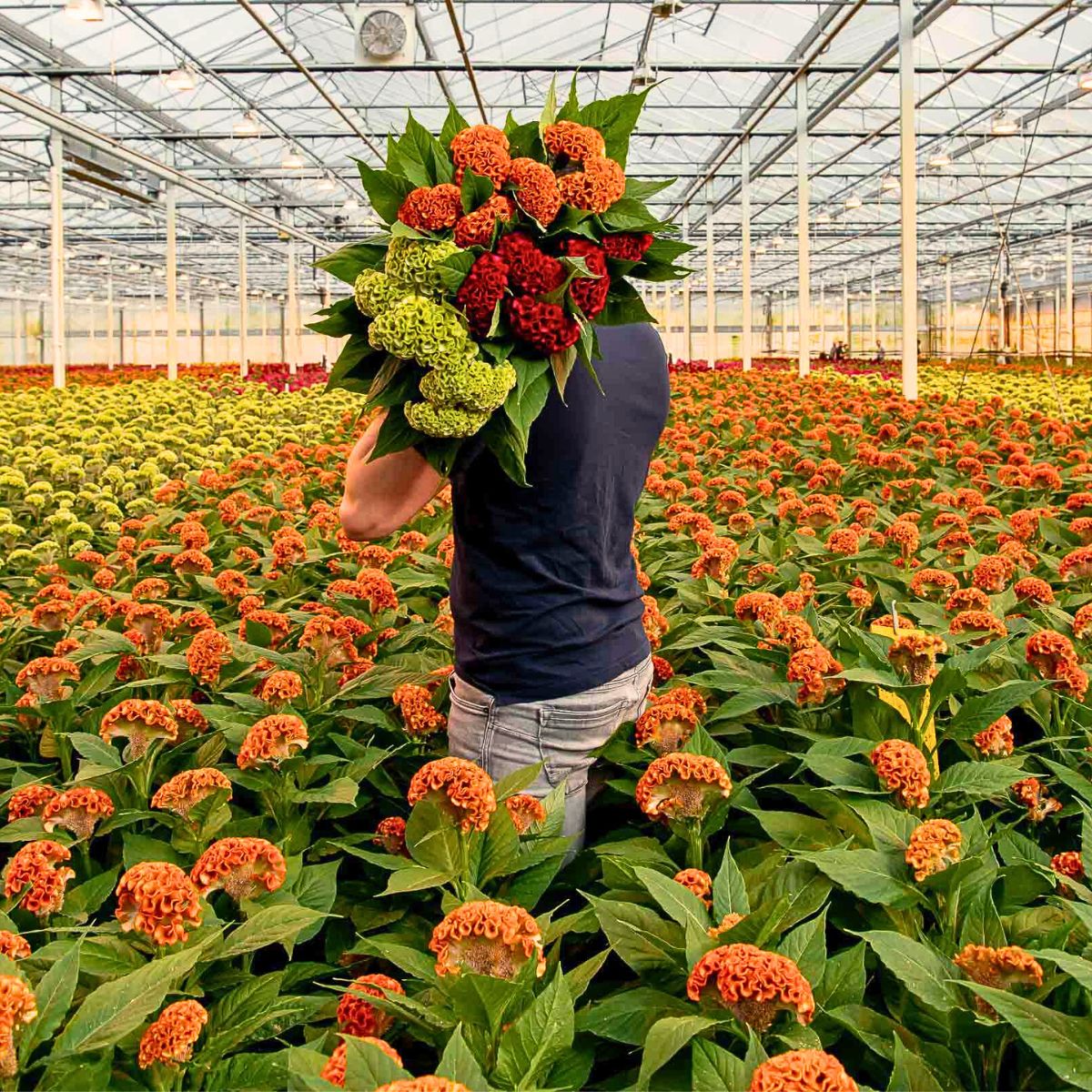 Celosia Understanding the Concept of Sustainability in Floriculture