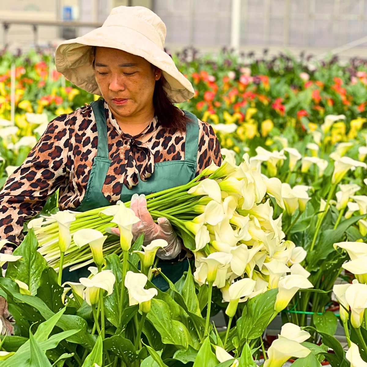 Harvesting Callas Sustainability Defined - Understanding the Meaning of This Concept in Floriculture