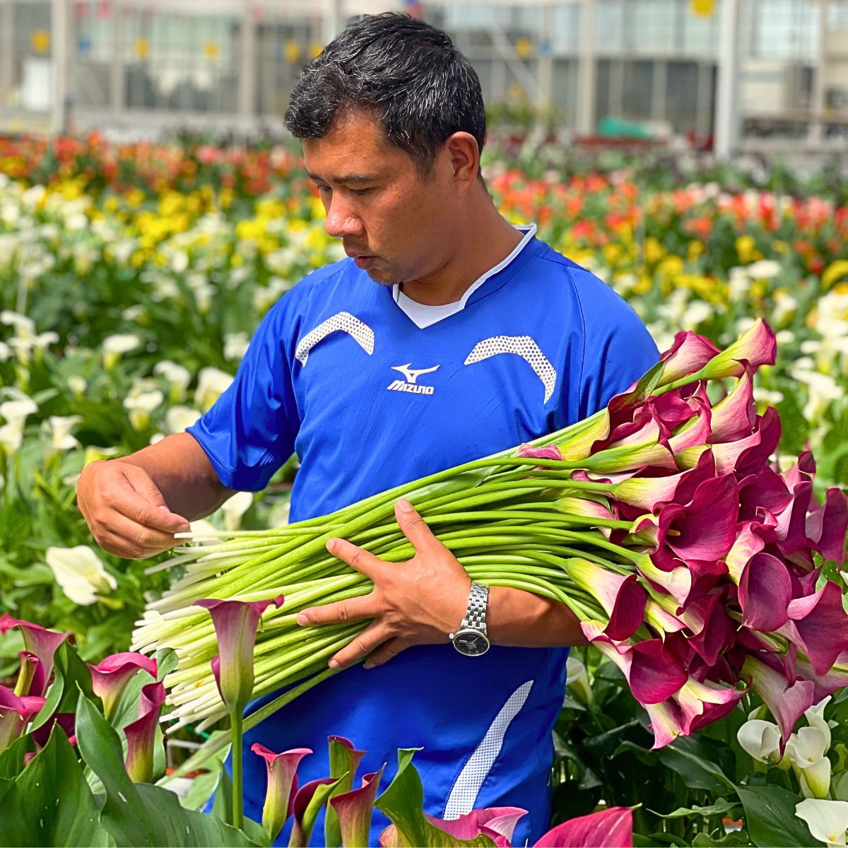 Calla Sustainability Defined - Understanding the Meaning of This Concept in Floriculture