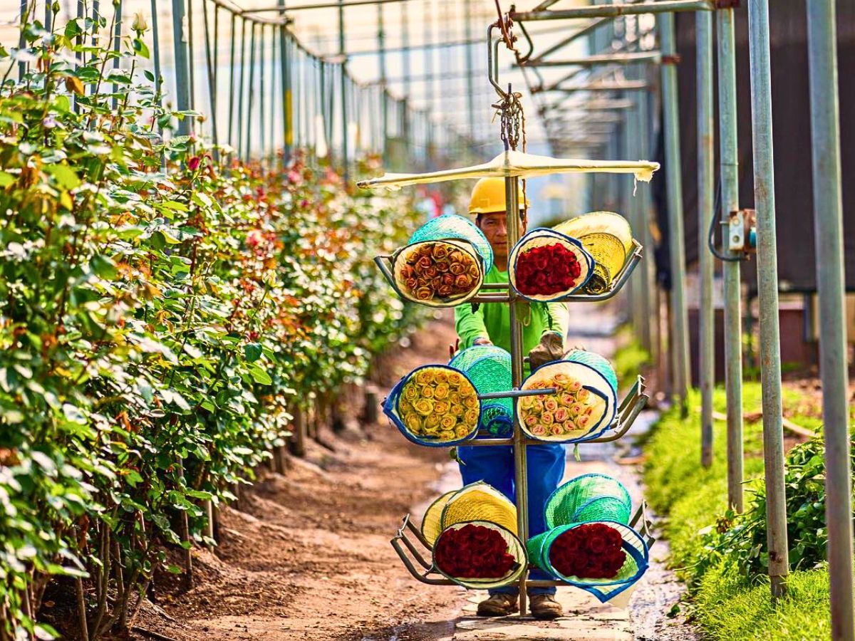 Flower farm staff Sustainability Defined - Understanding the Meaning of This Concept in Floriculture