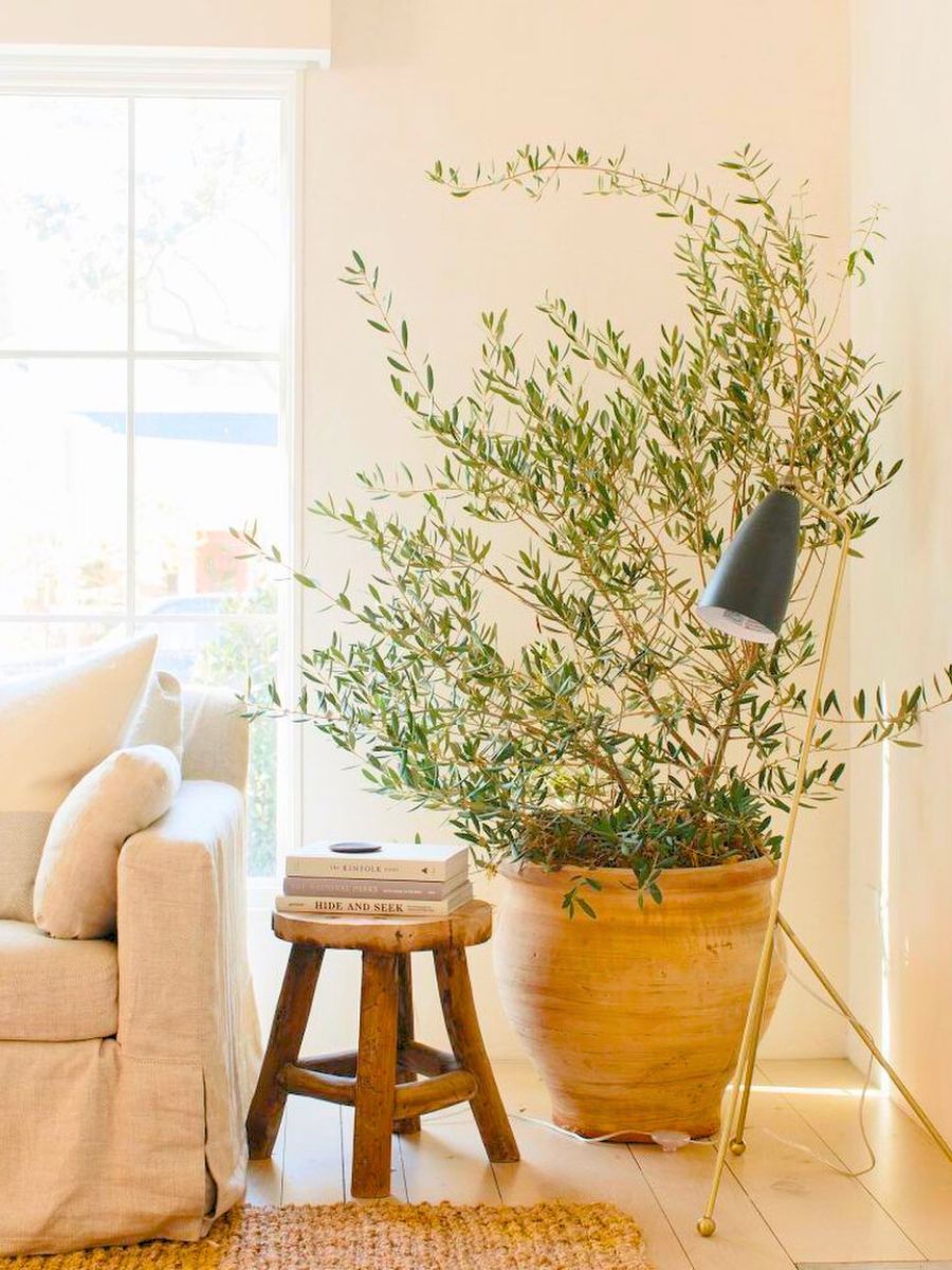 Olive tree plant in a living room Olive tree plant in a living room