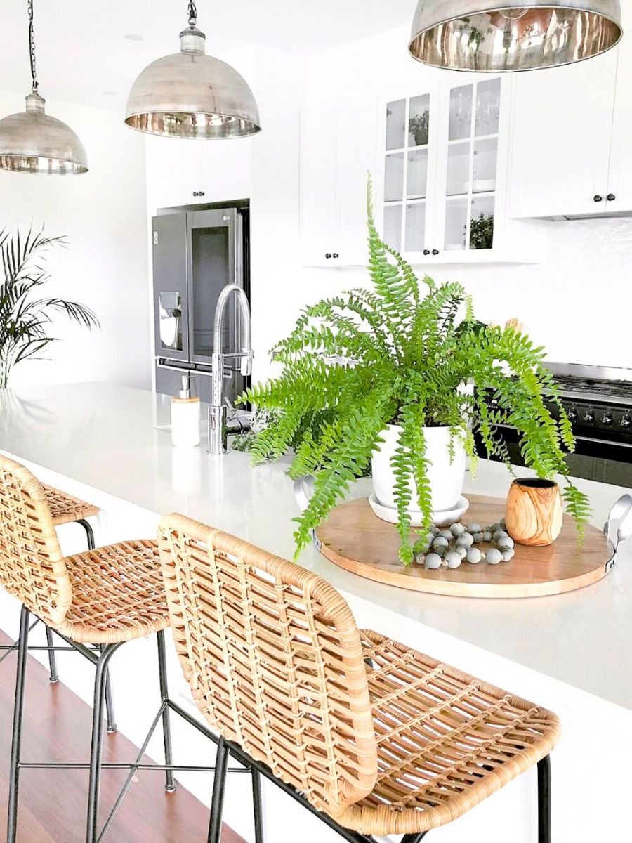 Boston fern plant in a white kitchen Boston fern plant in a white kitchen