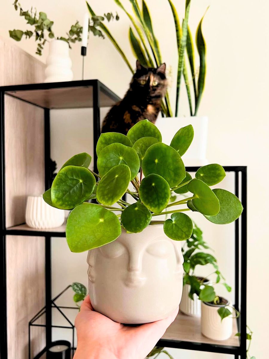 Chinese Money plant in a white interior Chinese Money plant in a white interior