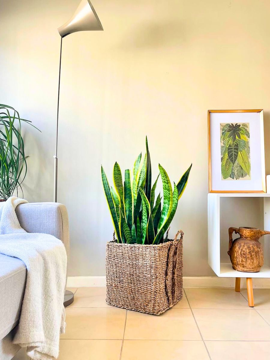 Sansevieria Dracaena Trifasciata Scandi interior Sansevieria Dracaena Trifasciata Scandi interior