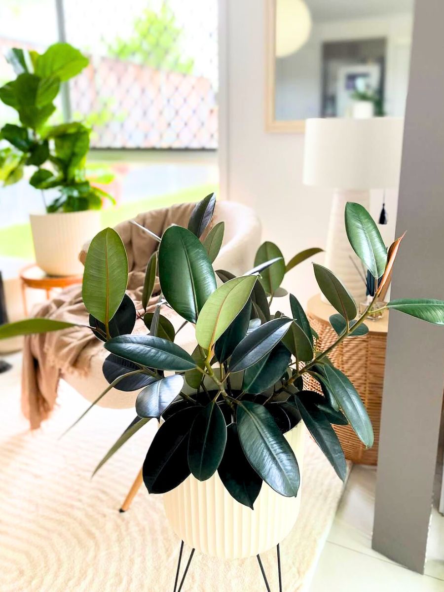 Rubber plant for a Scandi interior Rubber plant for a Scandi interior