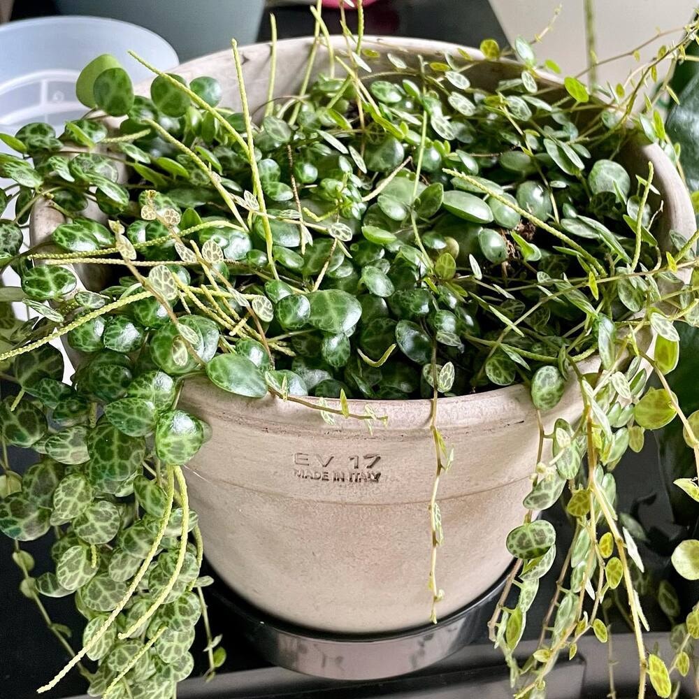 potted string of turtles plant potted string of turtles plant