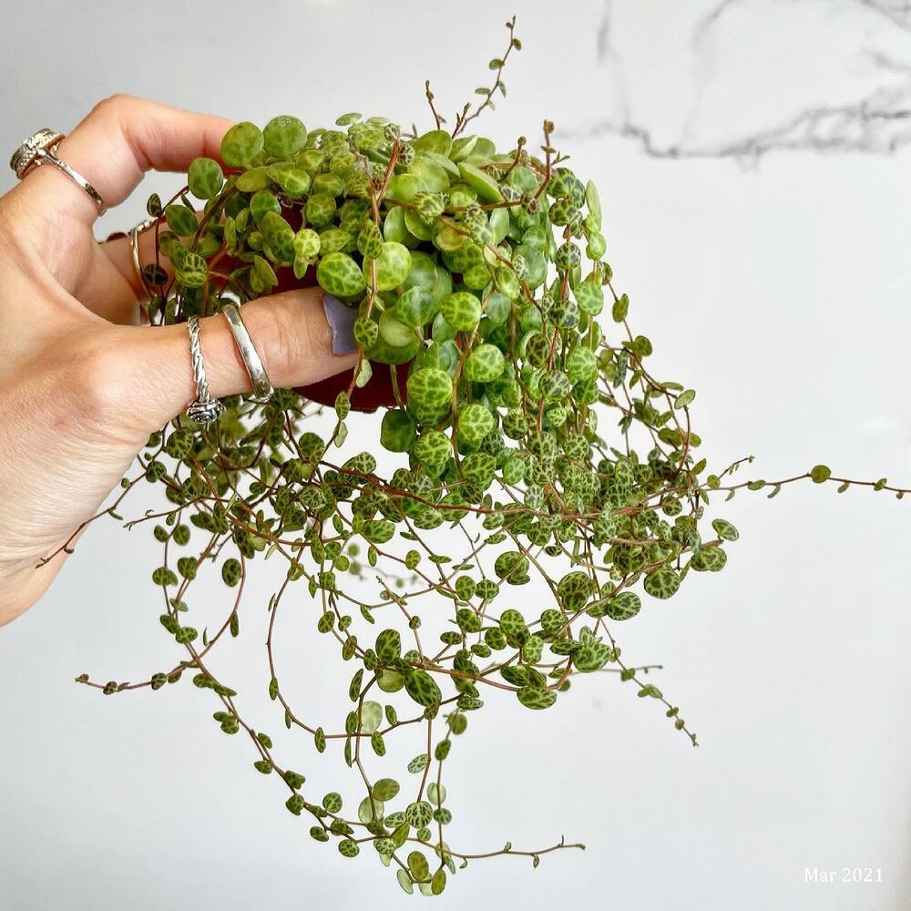 a small pocket sized string of turtles plant a small pocket sized string of turtles plant