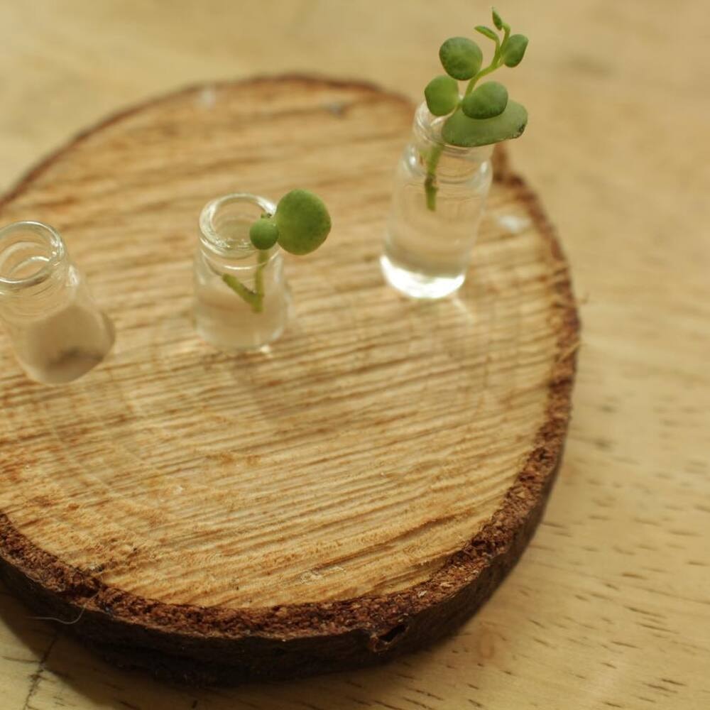 string of turtles require bright indirect sunlight for optimum growth string of turtles require bright indirect sunlight for optimum growth