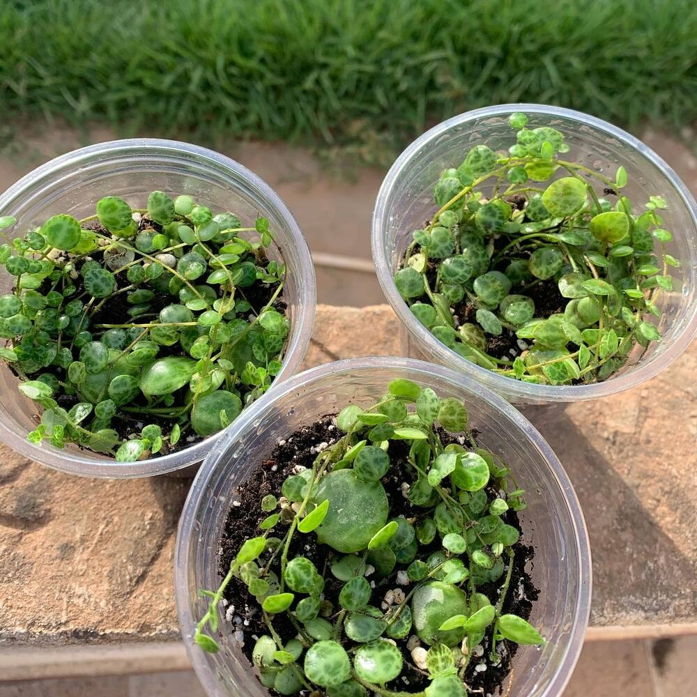 3 pots of peperomia prostrata aka string of turtles 3 pots of peperomia prostrata aka string of turtles