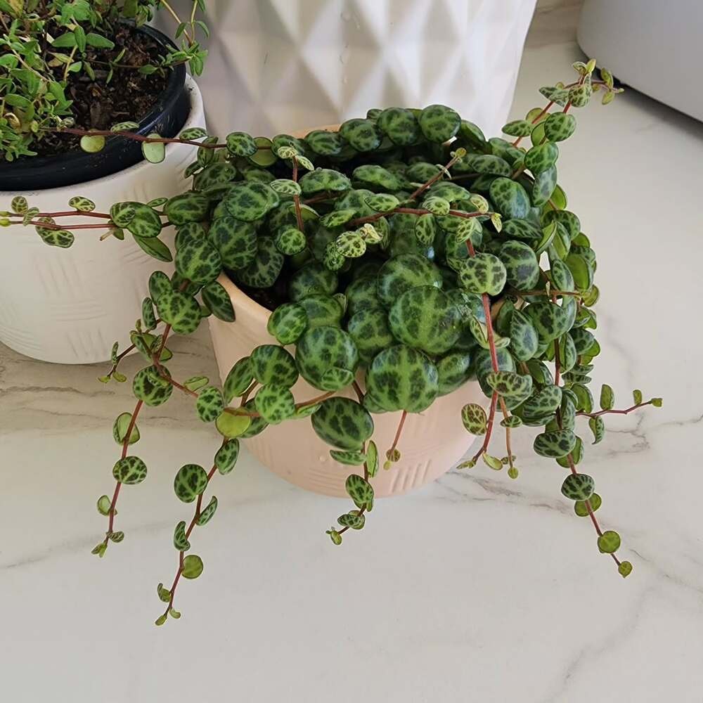 a well-grown string of turtles plant a well-grown string of turtles plant